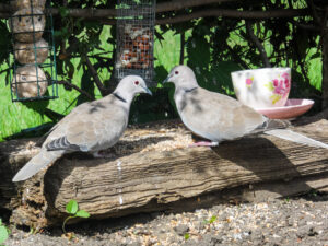 Two collared doves standing together on a garden log.
