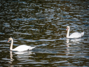Two white swans swimming across a lake.