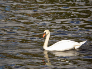White swan swimming on rippling water.