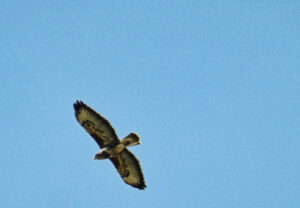 Bird of prey soaring with wings spread against a clear blue sky.