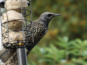 Speckled starling clinging to a hanging feeder.