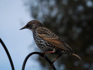 Starling perched on a metal garden feeder stand.