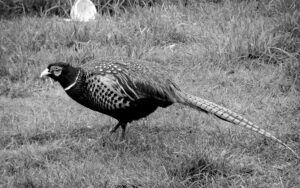 Black-and-white photograph of a male pheasant on grass.