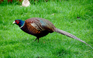Male pheasant walking across a green lawn.