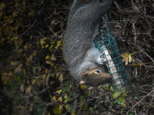 Grey squirrel climbing down a hanging bird feeder.