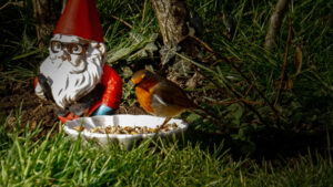Robin feeding from a dish beside a garden ornament.
