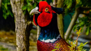 Close-up of a male pheasant with bright red facial markings.