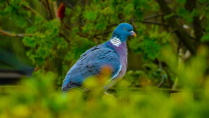 Wood pigeon perched among leafy greenery.