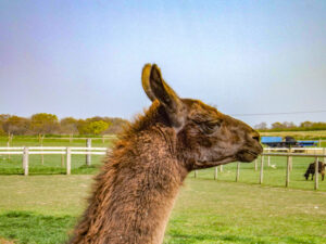Brown llama looking across a grassy paddock.