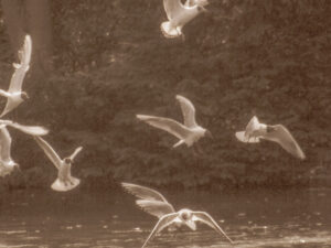 Sepia photograph of gulls flying over water.