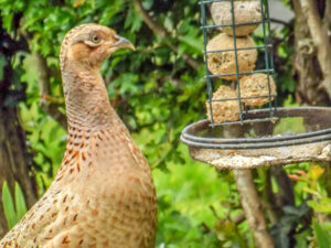 Female pheasant looking towards a hanging bird feeder.