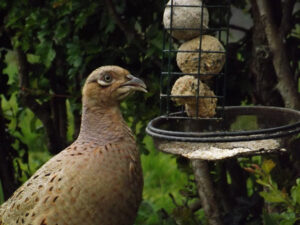 Close-up of a female pheasant near a garden feeder.