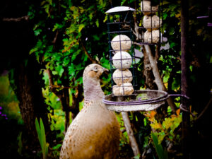 Female pheasant standing beside a hanging garden feeder.