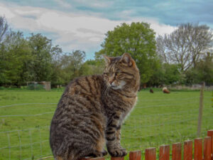Tabby cat sitting upright with a field and trees behind.