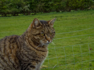 Tabby cat sitting beside a grassy field.