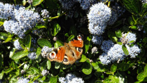 Peacock butterfly with open wings resting on pale flowers.