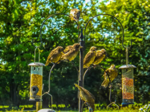 Small garden birds gathered around hanging feeders in bright sunshine.