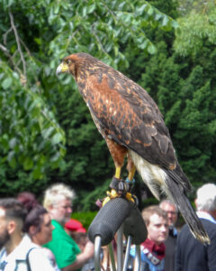 Large brown bird of prey perched on a handler's glove.