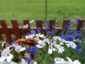 Orange beetles among white flowers with blue blooms behind.