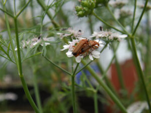 Two orange beetles on a white flower head.