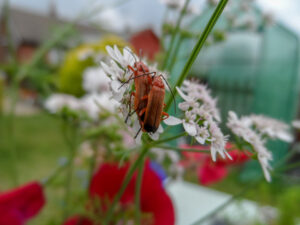 Orange beetle resting on white garden flowers.