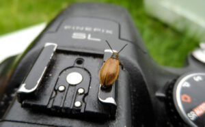 Small brown beetle resting on top of a camera.