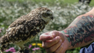 Small mottled owl perched on a handler's hand.
