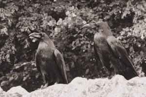 Black-and-white photograph of two birds of prey perched outdoors.