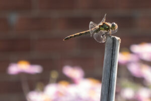 Dragonfly perched on a wooden stake in front of a brick wall.