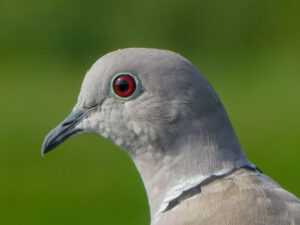 Close-up of a collared dove with a red eye.