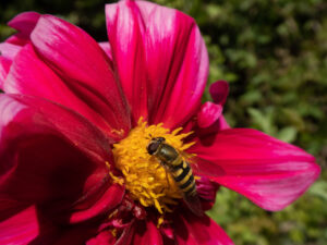 Hoverfly feeding on the yellow centre of a pink flower.