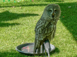 Grey owl standing on a perch above a metal tray.