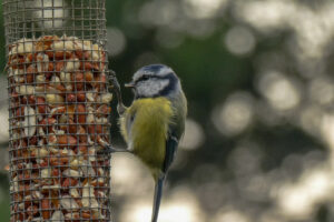 Blue tit clinging to a hanging peanut feeder.