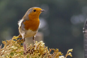 Robin perched on a sunlit conifer branch.