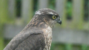 Close-up of a bird of prey with a yellow eye and hooked beak.