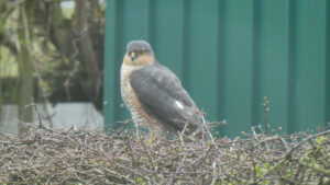 Sparrowhawk standing on low garden branches.