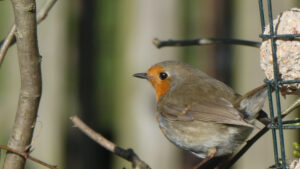 Robin perched beside a garden bird feeder.