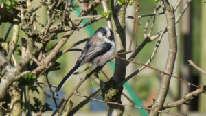 Long-tailed tit resting among bare twigs.