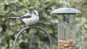 Long-tailed tit perched on a metal feeder stand.