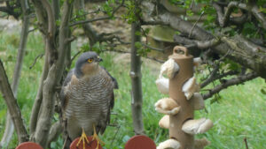 Sparrowhawk watching from a red wooden garden fence.