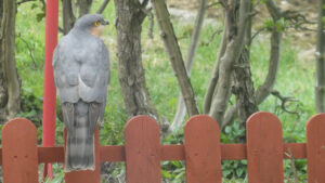 Sparrowhawk seen from behind on a garden fence.