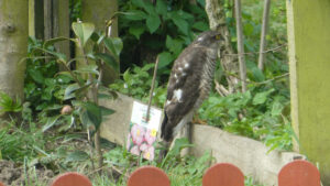 Bird of prey perched on a garden fence among leafy plants.