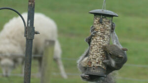 Grey squirrel gripping a hanging peanut feeder.