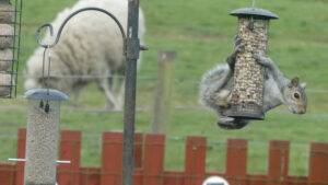 Grey squirrel hanging from a garden peanut feeder with a sheep in the field behind.