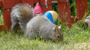 Grey squirrel searching in the grass beside a wooden fence.