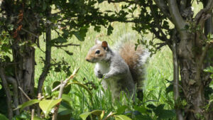 Grey squirrel holding food between its paws beneath garden branches.