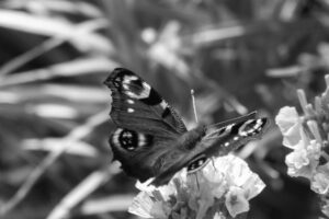 Black-and-white photograph of a peacock butterfly on flowers.