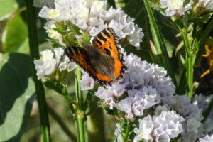 Orange-and-black butterfly resting at an angle on pale lavender flowers.