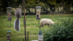 Grey squirrel hanging from a garden bird feeder, with a sheep grazing behind.