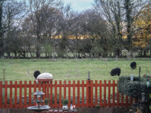 Sheep grazing in a field beyond a red garden fence.